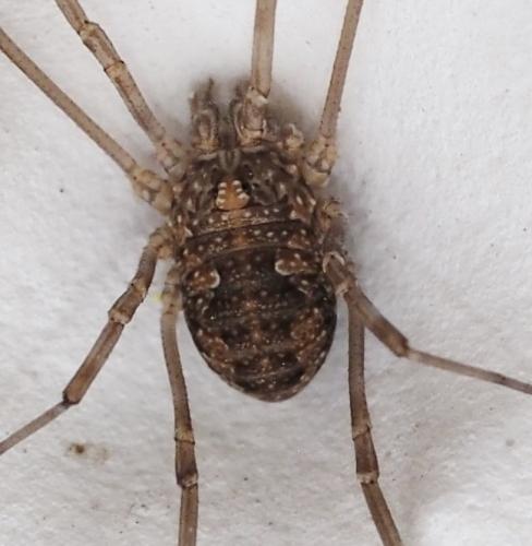 Réf. 226 789 : Phalangiinae inconnu